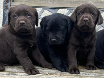 Labrador puppies 🐾 in Offaly