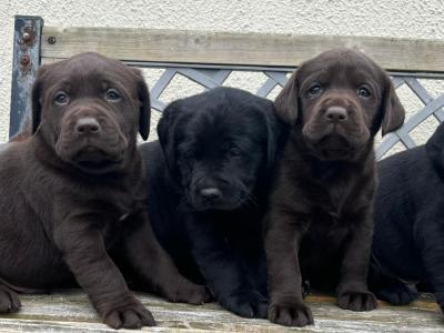 🐾LABRADOR PUPPIES 🐾