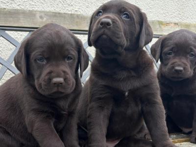 Labrador puppies 🐾 in Offaly