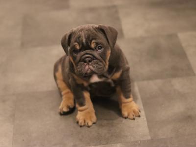 Beautiful male and female Full Suit Blue English Bulldog puppies in Limerick