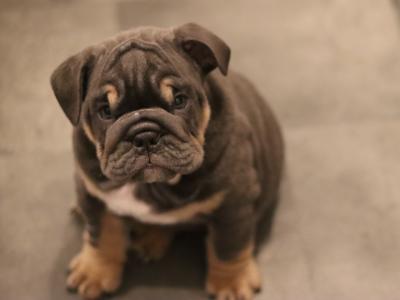 Beautiful male and female Full Suit Blue English Bulldog puppies in Limerick