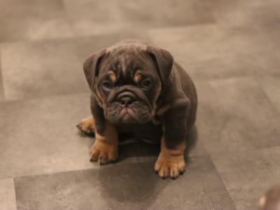Beautiful male and female Full Suit Blue English Bulldog puppies in Limerick
