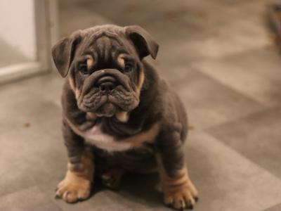 Beautiful male and female Full Suit Blue English Bulldog puppies in Limerick