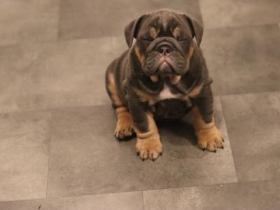 Beautiful male and female Full Suit Blue English Bulldog puppies in Limerick