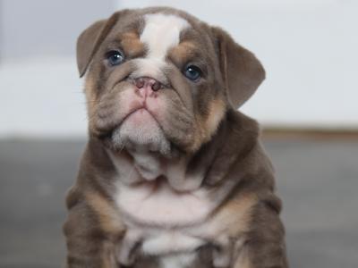 Beautiful male and female Full Suit Blue English Bulldogs in Limerick