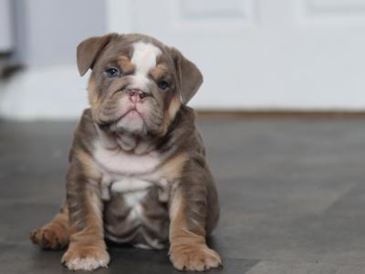 Beautiful male and female Full Suit Blue English Bulldog puppies in Limerick