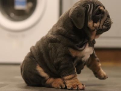 Beautiful male and female Full Suit Blue English Bulldog puppies in Limerick