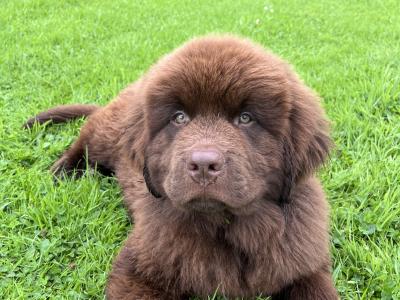 IKC Pedigree Newfoundland puppies in Cork Brown Male €1,800