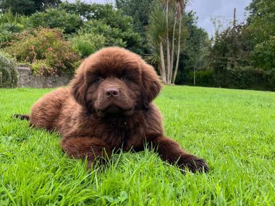 IKC Pedigree Newfoundland puppies in Cork Brown Male €1,800