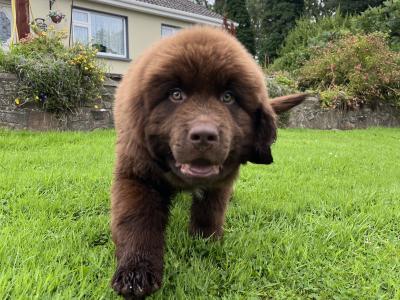 IKC Pedigree Newfoundland puppies in Cork Brown Male €1,800