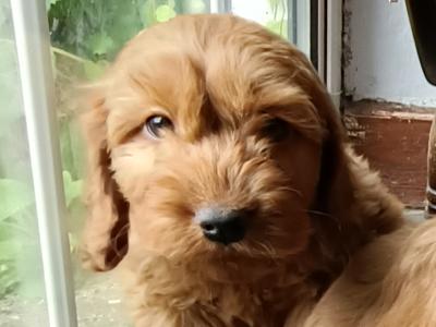 Miniature Cockapoo puppies