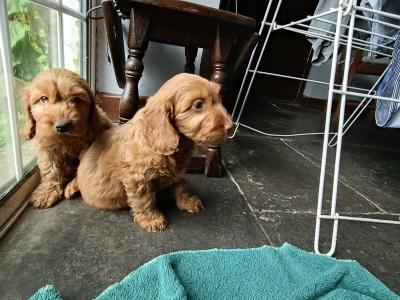 Miniature Cockapoo puppies