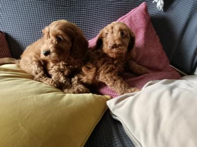 Miniature Cockapoo puppies
