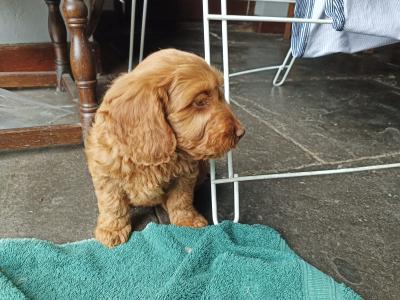 Miniature Cockapoo puppies