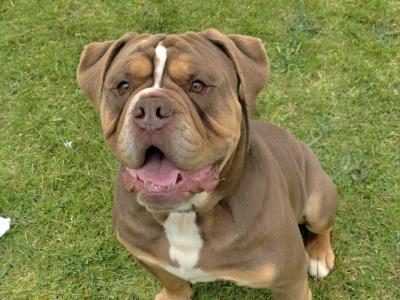 Last Chocolate tri female!!! Old English Bulldog puppies in Limerick