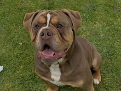 Only two girls left!!!Old English Bulldog puppies in Limerick