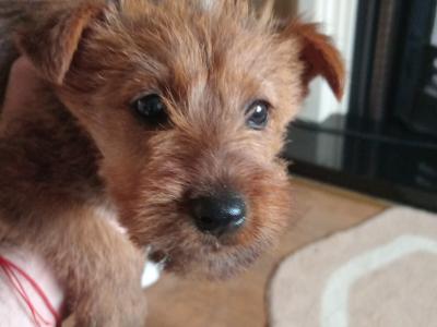 Irish Terrier puppies in Longford