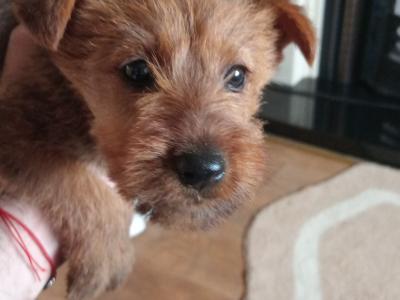 Irish Terrier pups in Longford