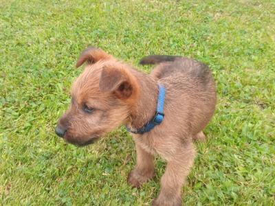 Irish Terrier pups in Longford