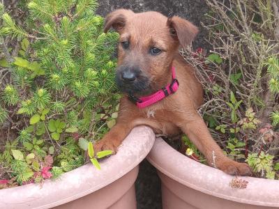 Irish Terrier pups in Longford