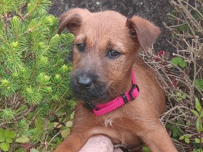 Irish Terrier puppies in Longford