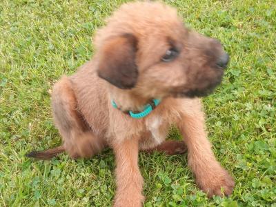 Irish Terrier puppies in Longford