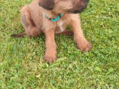 Irish Terrier pups in Longford