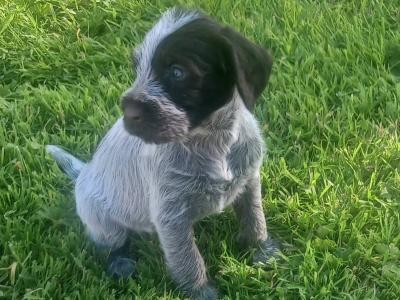 IKC Registered German Wirehaired Pointer puppies in Tipperary