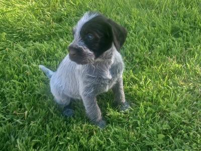 German Wirehaired Pointer Puppies