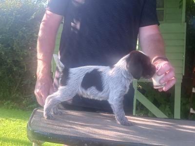 IKC Registered German Wirehaired Pointer puppies in Tipperary
