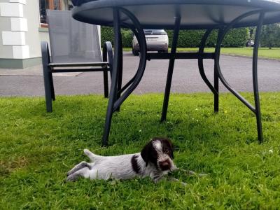 IKC Registered German Wirehaired Pointer puppies in Tipperary