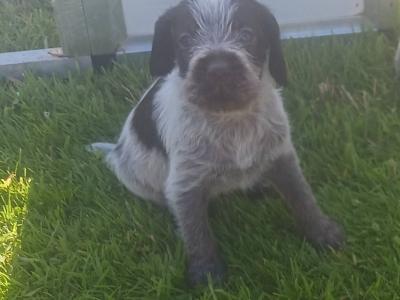 IKC Registered German Wirehaired Pointer puppies in Tipperary