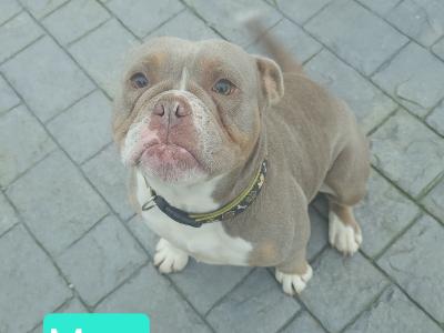Only two girls left!!!Old English Bulldog puppies in Limerick