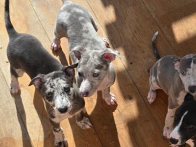 Whippet puppies in Dublin
