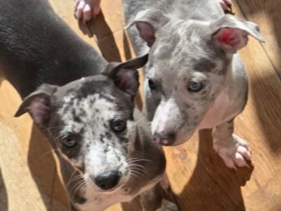 Whippet puppies in Dublin