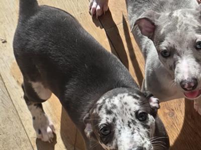 Whippet puppies in Dublin