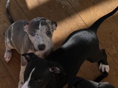 Whippet puppies in Dublin