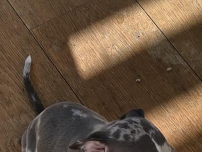 Whippet puppies in Dublin