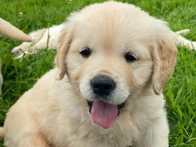 IKC Registered Golden Retriever puppies for sale in Mayo