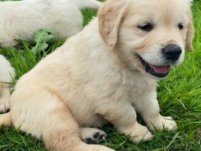 IKC Registered Golden Retriever puppies for sale in Mayo