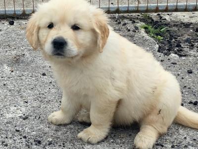 IKC Registered Golden Retriever puppies for sale in Mayo