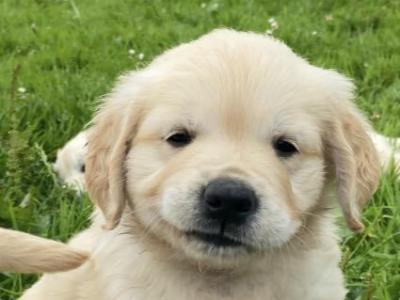 IKC Registered Golden Retriever puppies for sale in Mayo