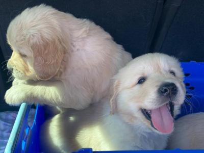 IKC Registered Golden Retriever puppies for sale in Mayo