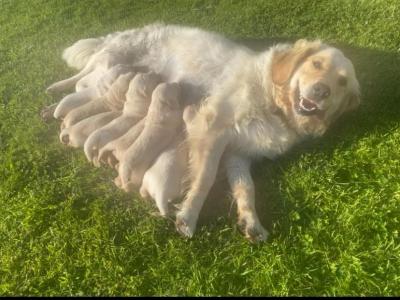 IKC Registered Golden Retriever puppies for sale in Mayo