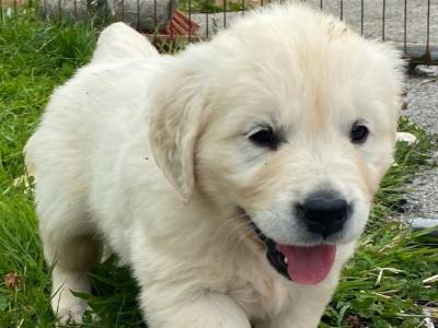 IKC Registered Golden Retriever puppies for sale in Mayo