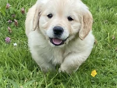 IKC Registered Golden Retriever puppies for sale in Mayo