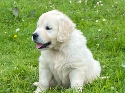 IKC Registered Golden Retriever puppies for sale in Mayo