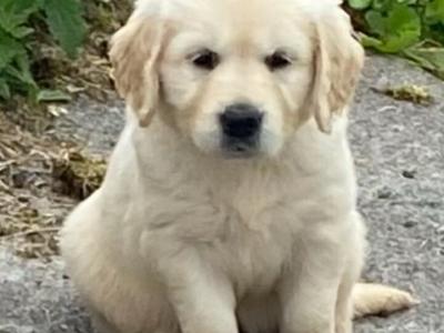 IKC Registered Golden Retriever puppies for sale in Mayo