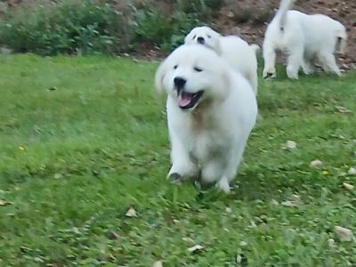 IKC Registered Golden Retriever puppies in Waterford - health tested