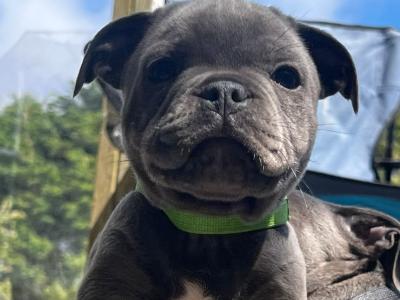 5 beautiful male Staffordshire bull terriers